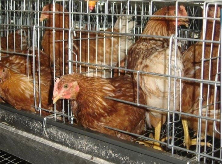 Zinc-Aluminum-alloy-coated wire for Poultry